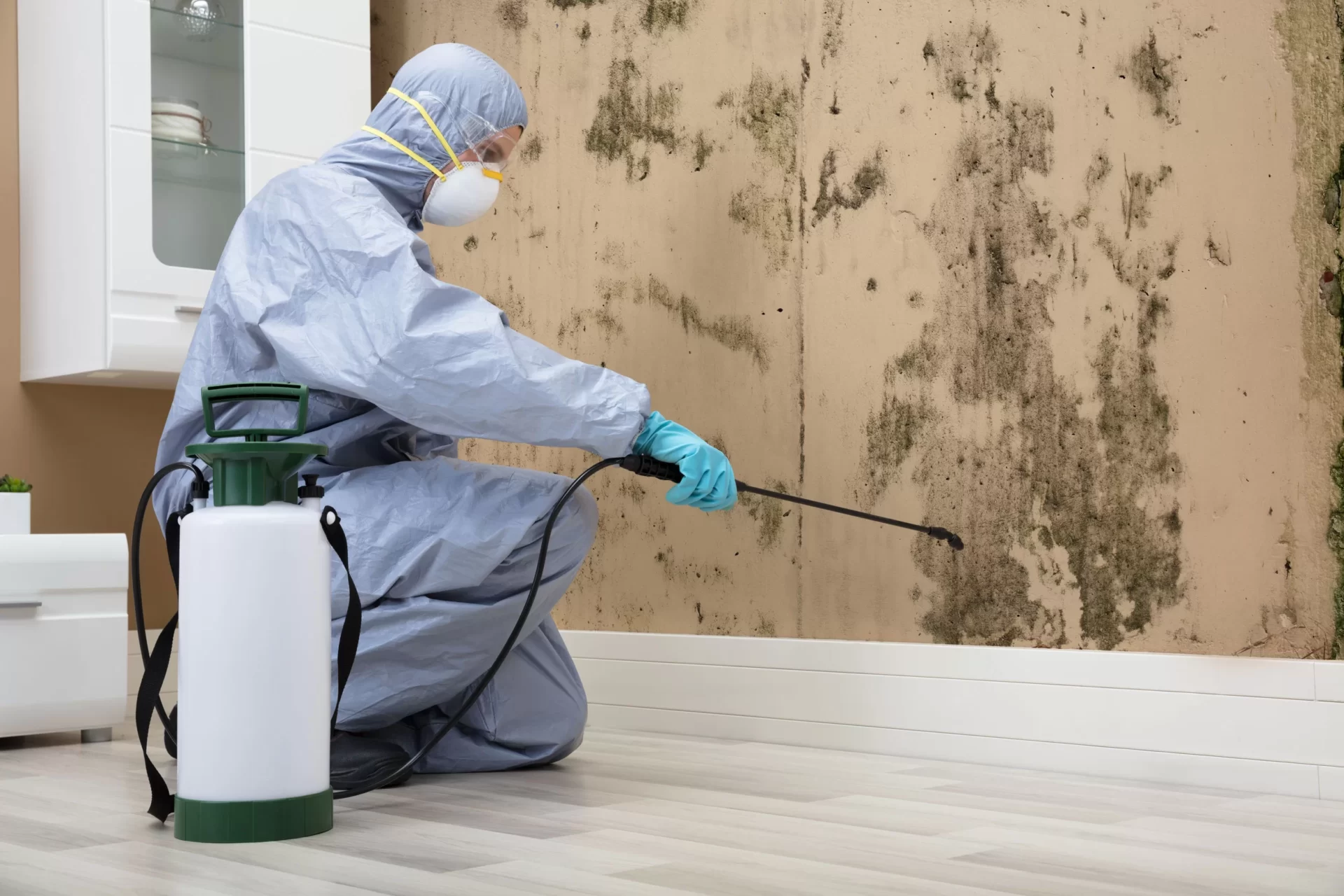 Mould Removal Specialists Sydney